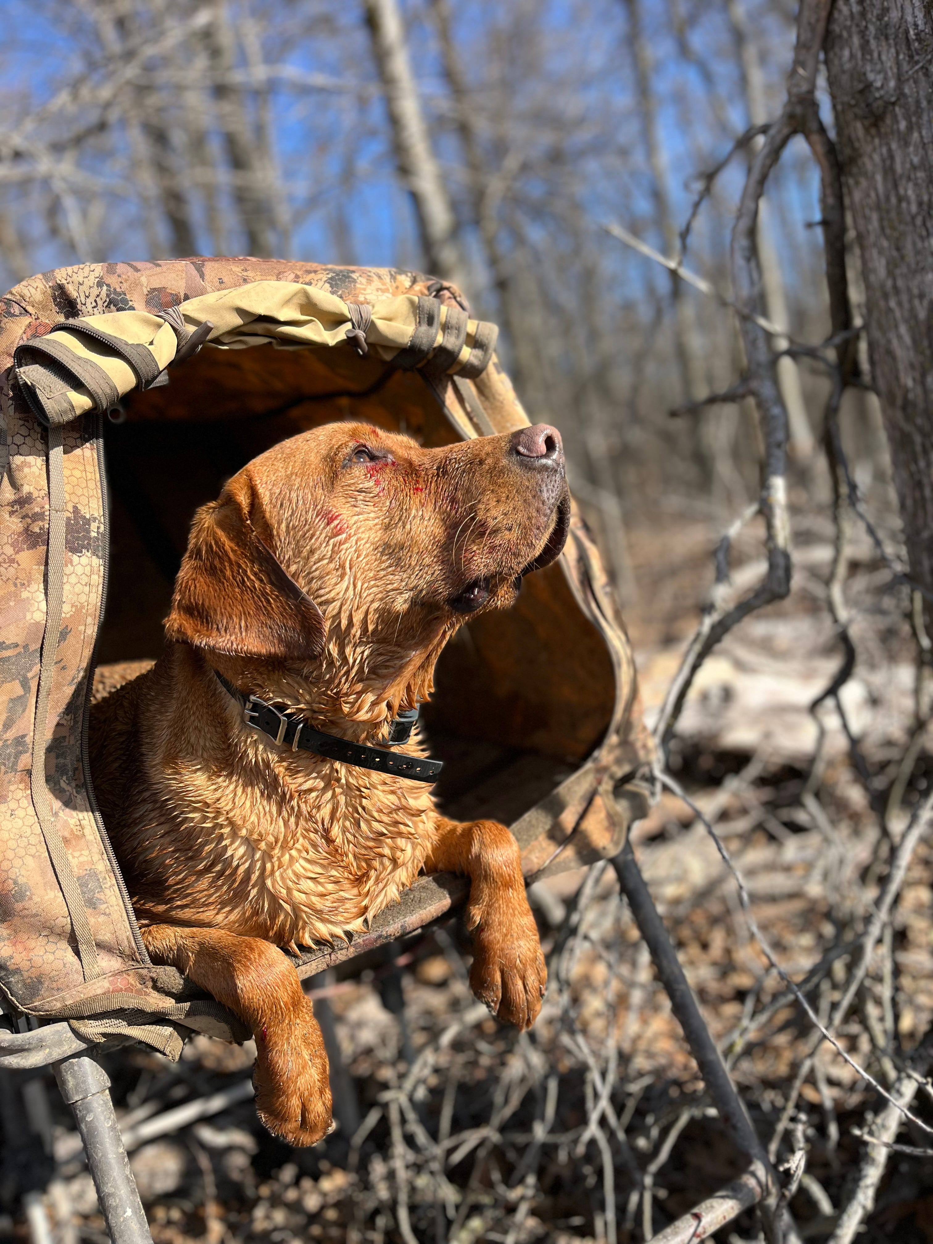 How Hunting Dogs Change Everything - by Jeff Chandler