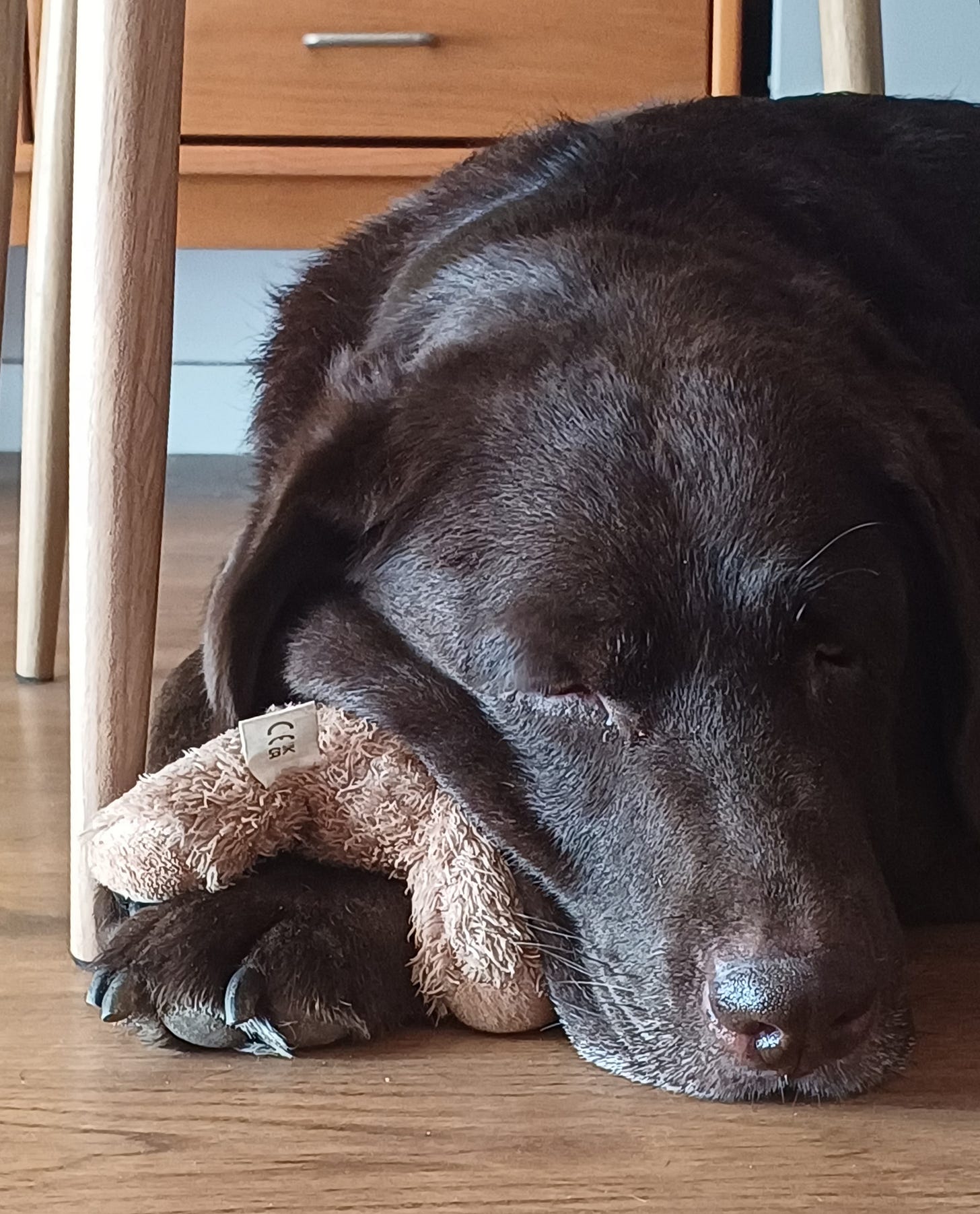 Primo piano di una labrador color cioccolato che dorme tenendo tra le zampe il suo peluche preferito.
