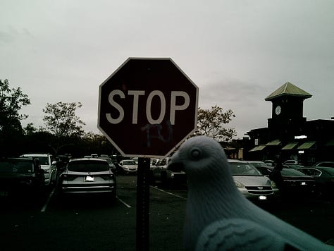 Chilltown Blues Photos: From top left to right, the Chilltown Blue Pigeon at a bird's eye view via a kind of widescreen, walking on cement path with a few petals strewn over it; pigeon in foreground at left, looking at Kei Ito's "Riddle of Peace and War," which alternates between the two lines: wwho will be the next sacrifice for the peace" and "who will be the next sacrifice for the war"; third in top row: Black and white image of pigeon head (figurine) in front of plant growth that looks like it's springing from its head coming from a gravely surface. Middle row, first from left: blue-gray pigeon figurine (with black-striped wing) adjacent to faded blue fire hydrant; center, bust of pigeon figurine, with small hole in neck, in front of nighttime landscape wherein a Christmas tree is across street, with green lights and a section along bottom missing as such; at right, silhouettle of pigeon figurine as two beige globe lanterns loom above in background on gray day; bottom left, black and white of pigeon figurine against large scattered leaves, all in grayscale;  cernter, pigeon figure looks in direction of tree as JC building looms in background; pigeon figurine in foreground as mid-ground has stop sign with "FU" grafitti on it, all in dark grayscale.