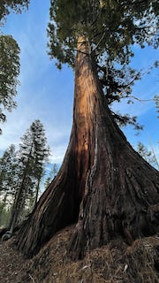 5 photos of Giant Sequoia Trees including General Sherman and an informational plaque 'A Burning Threat' depicting a map of each of the fires causing loss of the Sequoia trees.