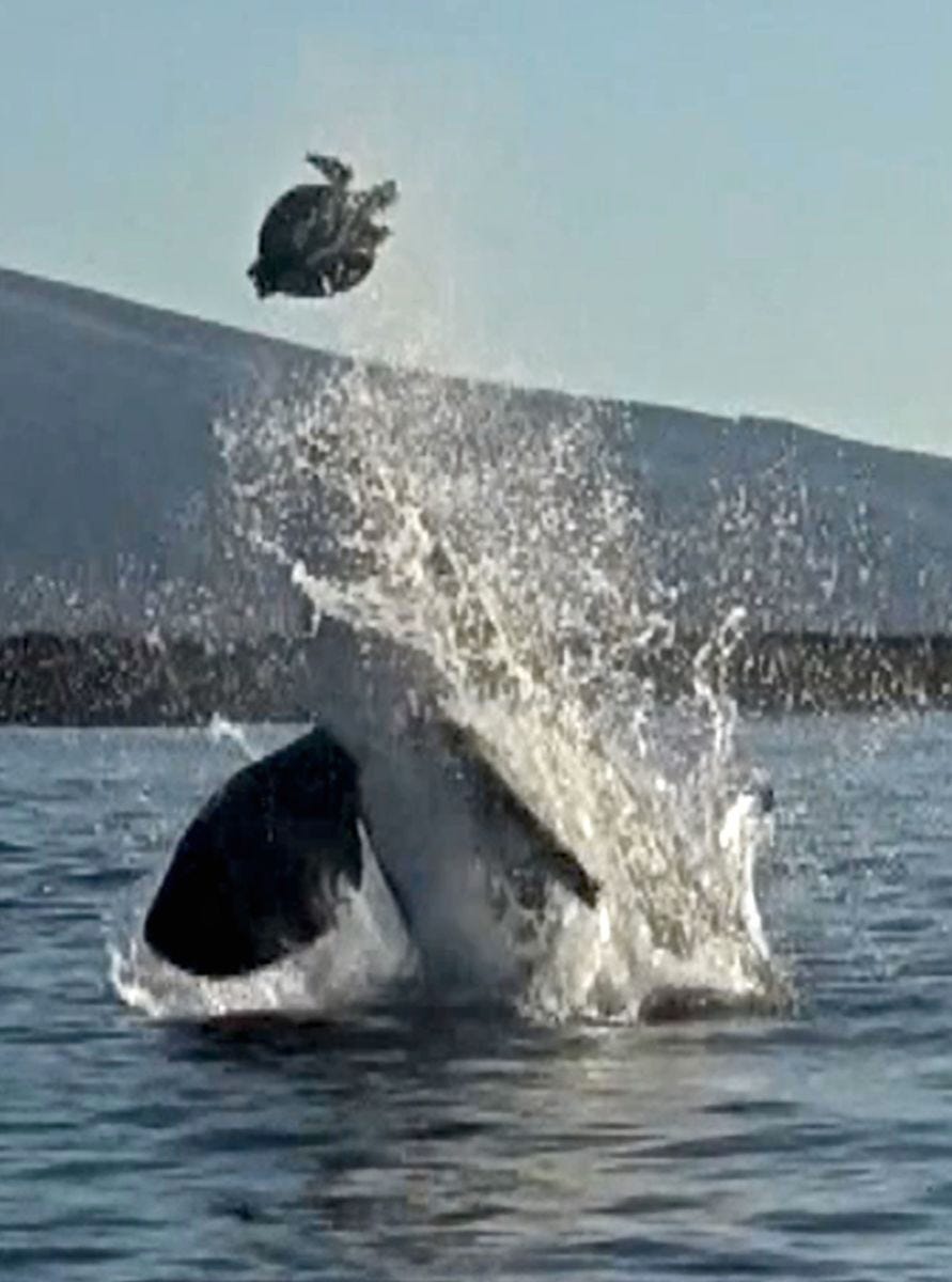 Orca plays with its food, launching sea turtle into air in captivating  video - Men's Journal