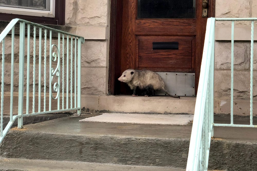 A possum sits menacingly in front of a parch door