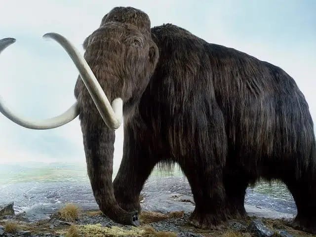 Woolly mammoth on verge of resurrection, scientists reveal | Genetics | The  Guardian