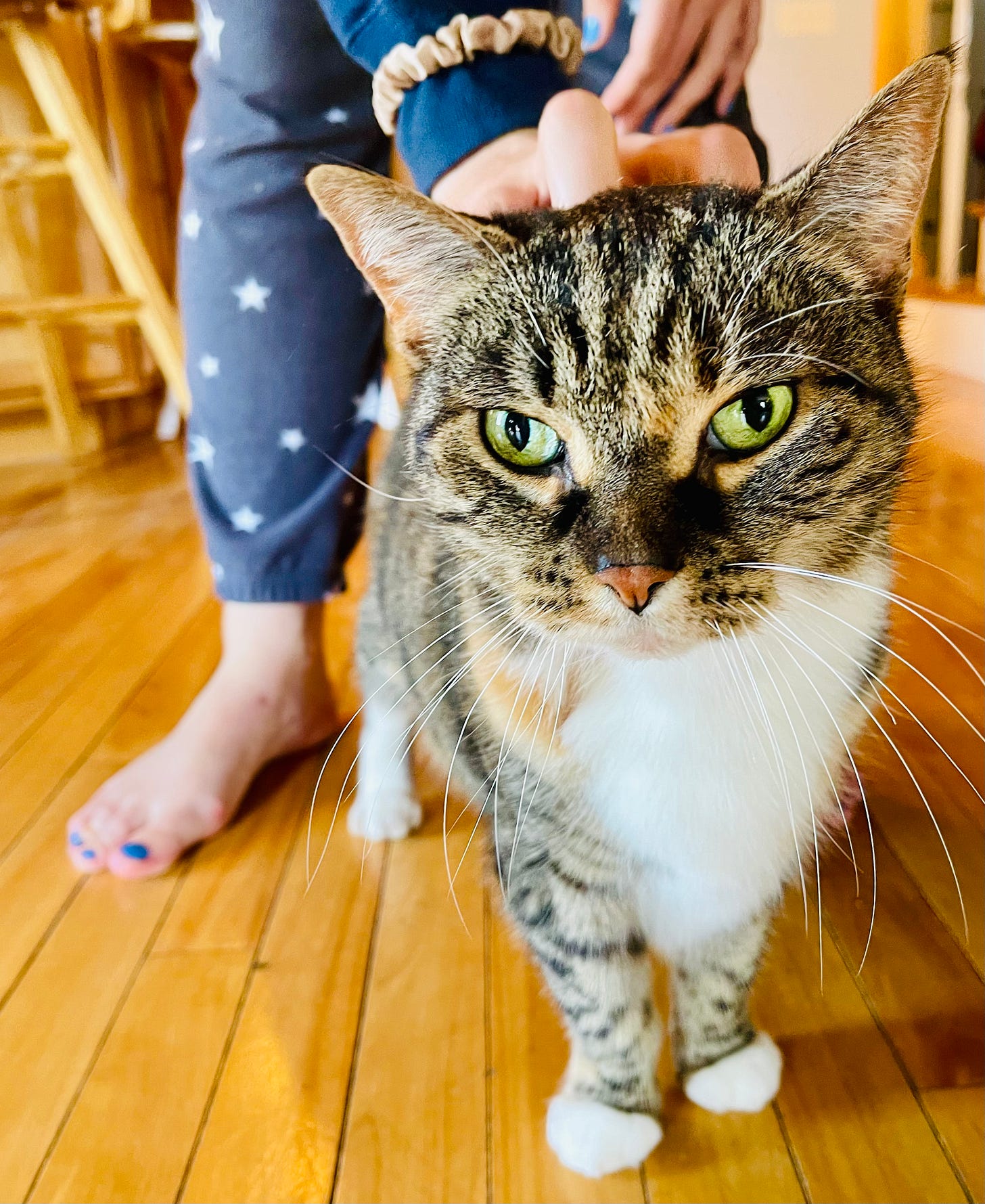 Cat on floor getting a head scratch