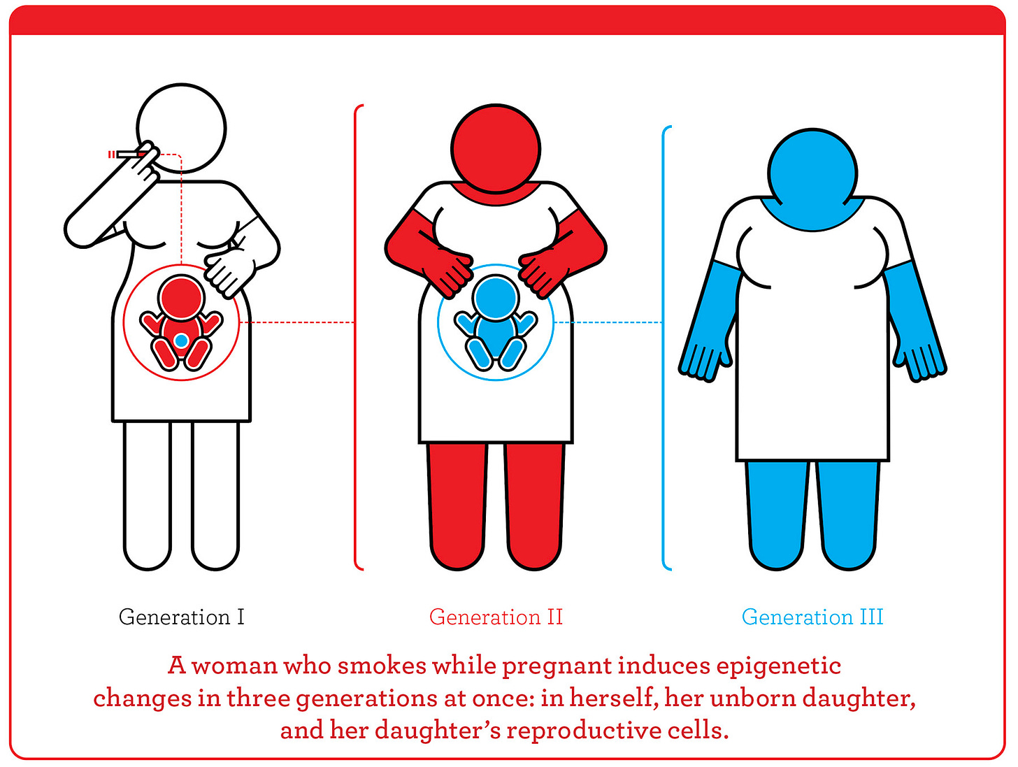 Epigenetic inheritance explained by in-utero exposures | Harvard Magazine Epigenetic inheritance explained by in-utero exposures | Harvard Magazine