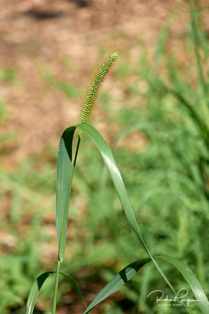 Yellow Foxtail Yellow Foxtail