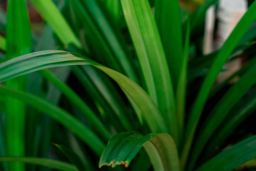 The image of green pandan leaf. The image of green pandan leaf.