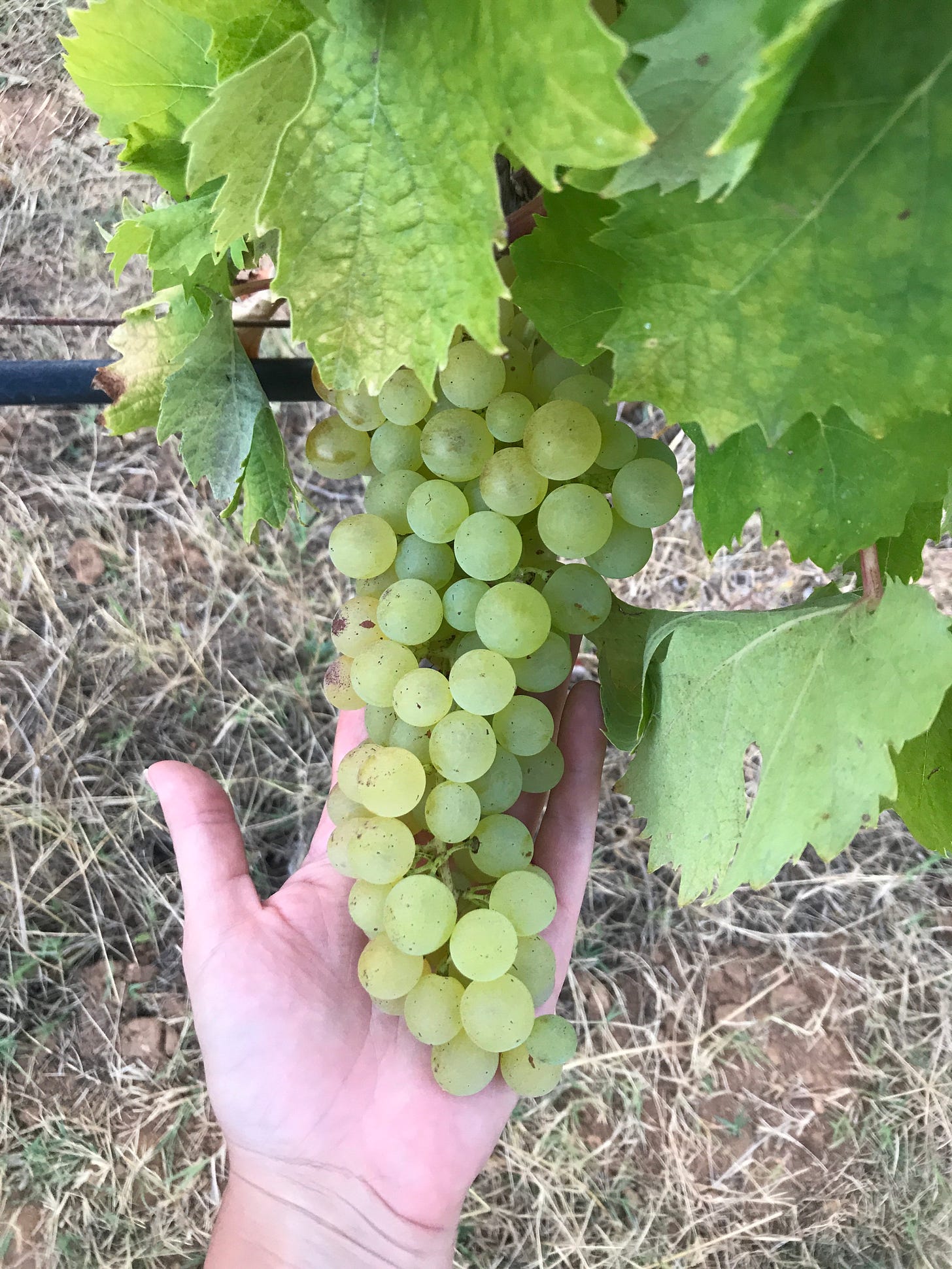 Vermentino in the vineyard