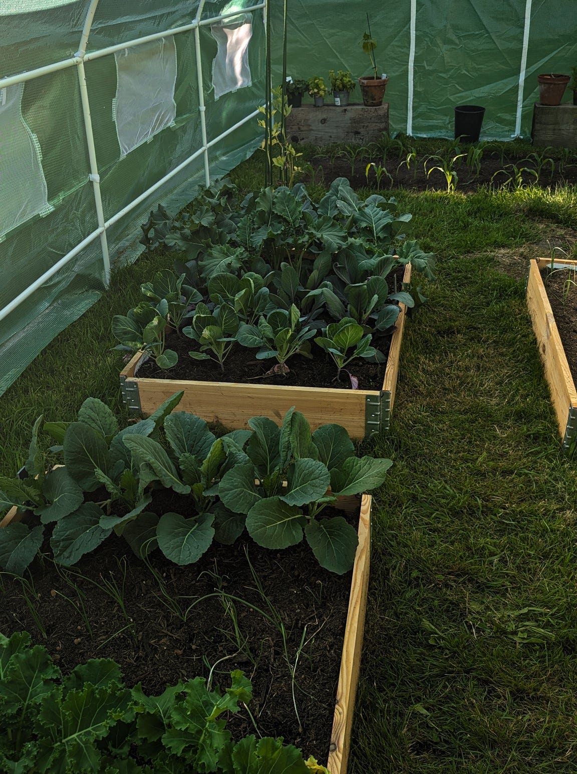 A photograph of flourishing vegetable beds with a variety of healthy, green plants, including cabbages, kale, and tomatoes, all thriving under the bright summer sun.