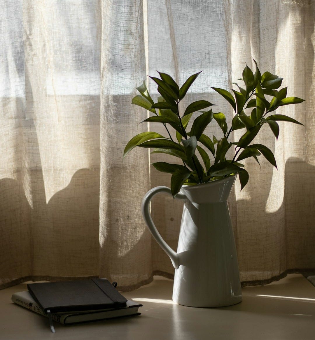 a potted plant sitting on top of a table next to a window a potted plant sitting on top of a table next to a window