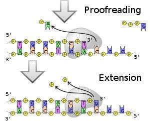 dna-polymerase-3 dna-polymerase-3
