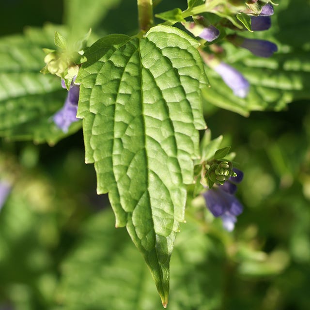 Skullcap in bloom