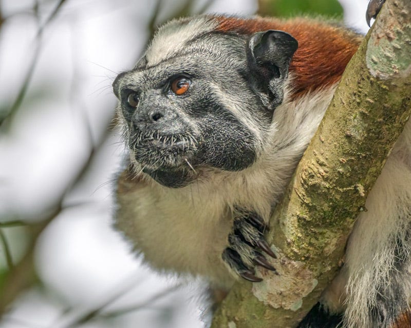 20260218-Panama-751-Edit-Edit.jpg 20260218-Panama-751-Edit-Edit.jpg