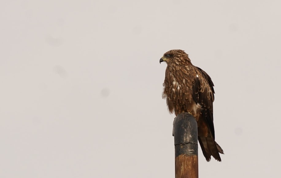 a hawk perched on top of a wooden pole