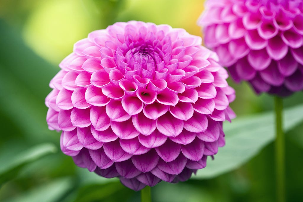 3 pretty plants to brighten your garden in autumn - CGTN