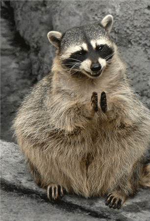 raccoon GIF raccoon GIF