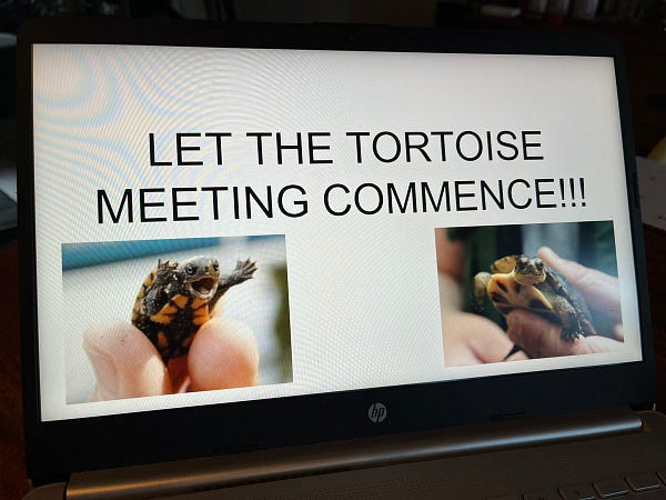 Tortoise PowerPoint presentation on HP laptop.