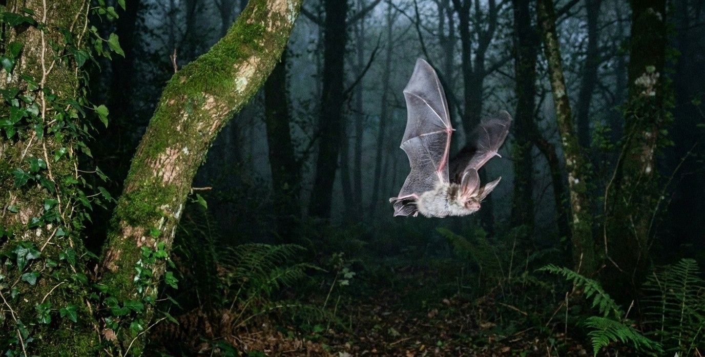 Grey Long-Eared Bat Flying at Night in Devon Grey Long-Eared Bat Flying at Night in Devon