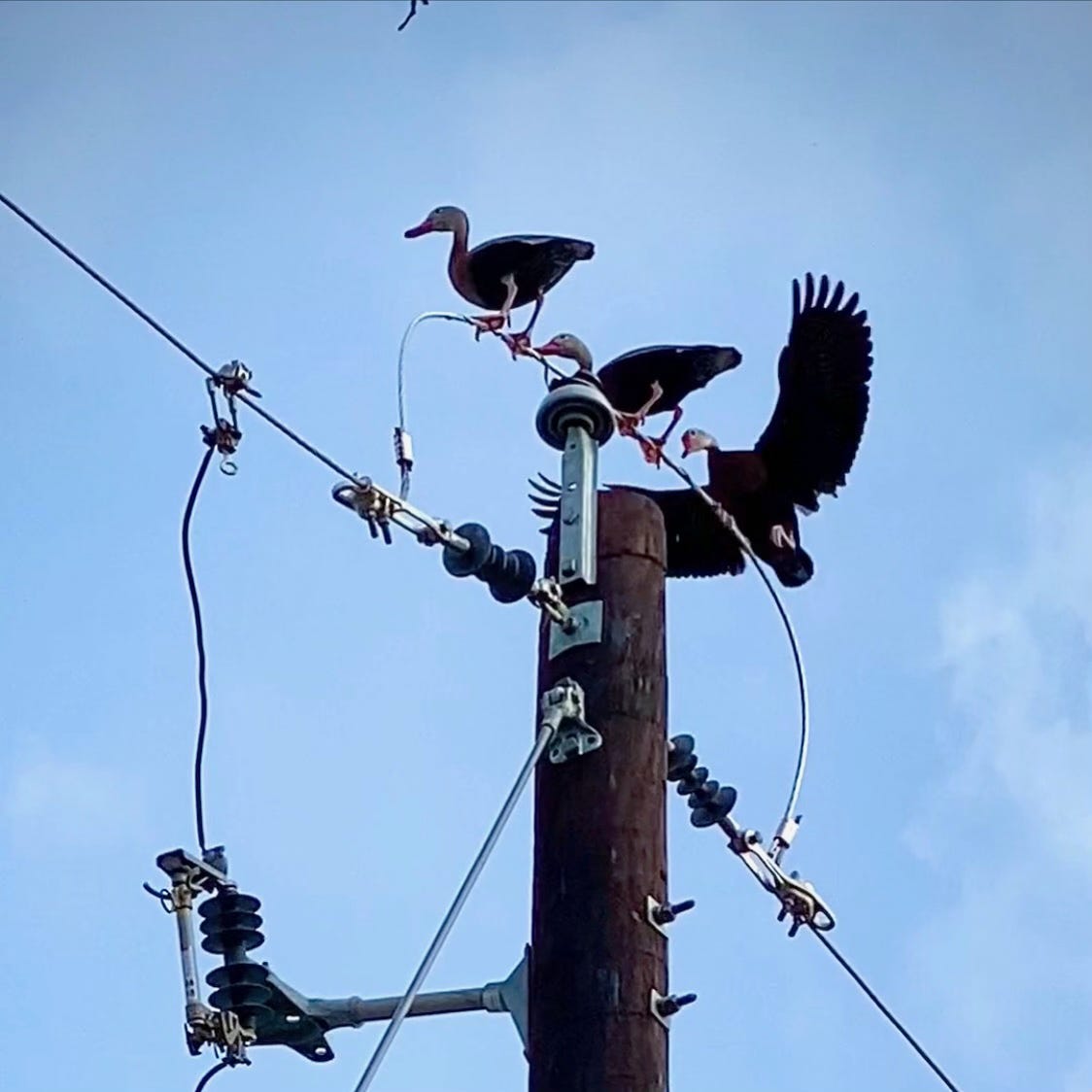 Black-bellied whistling ducks on power pole