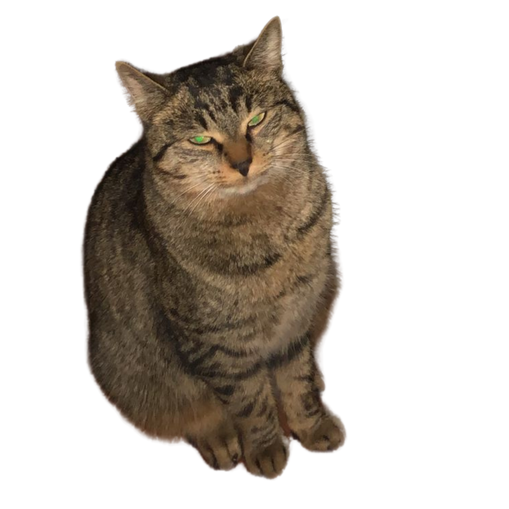 a daydreamer's ramblings