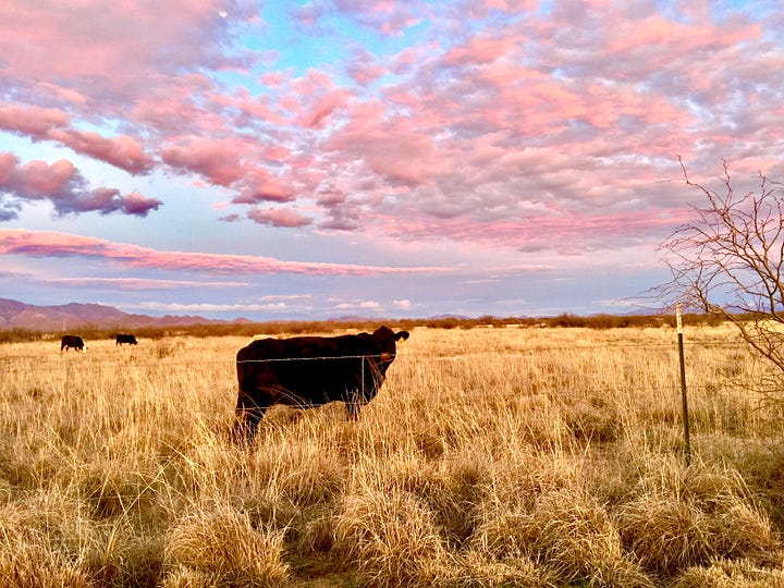 I found myself pulled over on the road taking pictures of the last of the rays while the cows quietly munched on grass