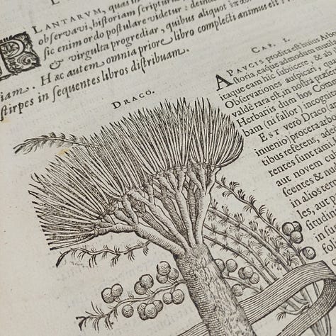 Images et blocs d'imprimeries du livre 'Rariorum Plantarum Historia'  de Carolus Clusius, imprimé par Plantin en 1601
