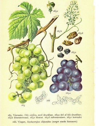 Show 278: War, Politics, Religion and the Medicinal use of Grape