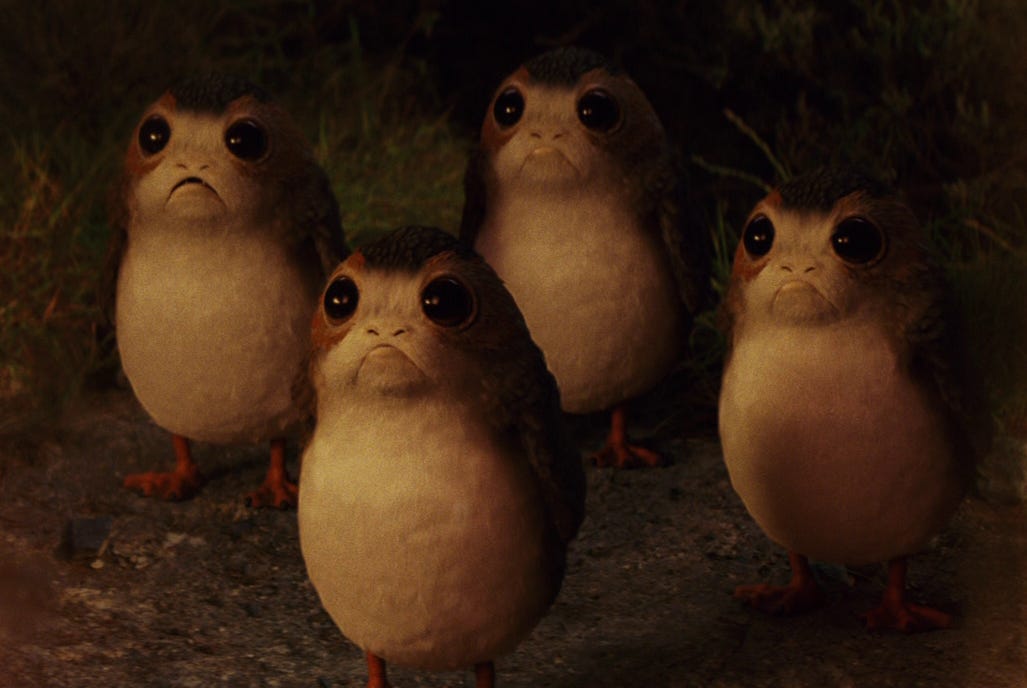 Porg | Wookieepedia | Fandom