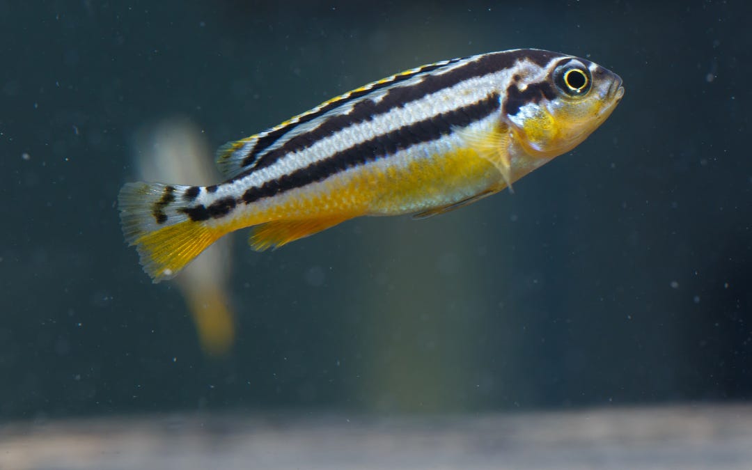 The EU Could Use 680,000 More Fishes in Chemical Tests