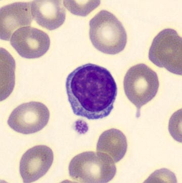 Linfocitos | CellWiki