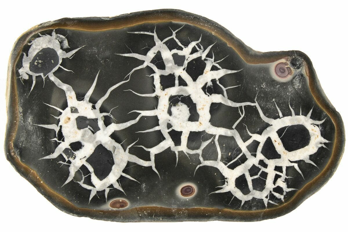 Sceronian Rocks Born in Mud - Septarian Stones - Ashley Cowles