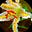 Gingalily's avatar