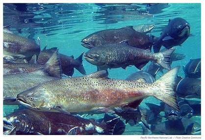 A school of fish swimming in the water

AI-generated content may be incorrect.