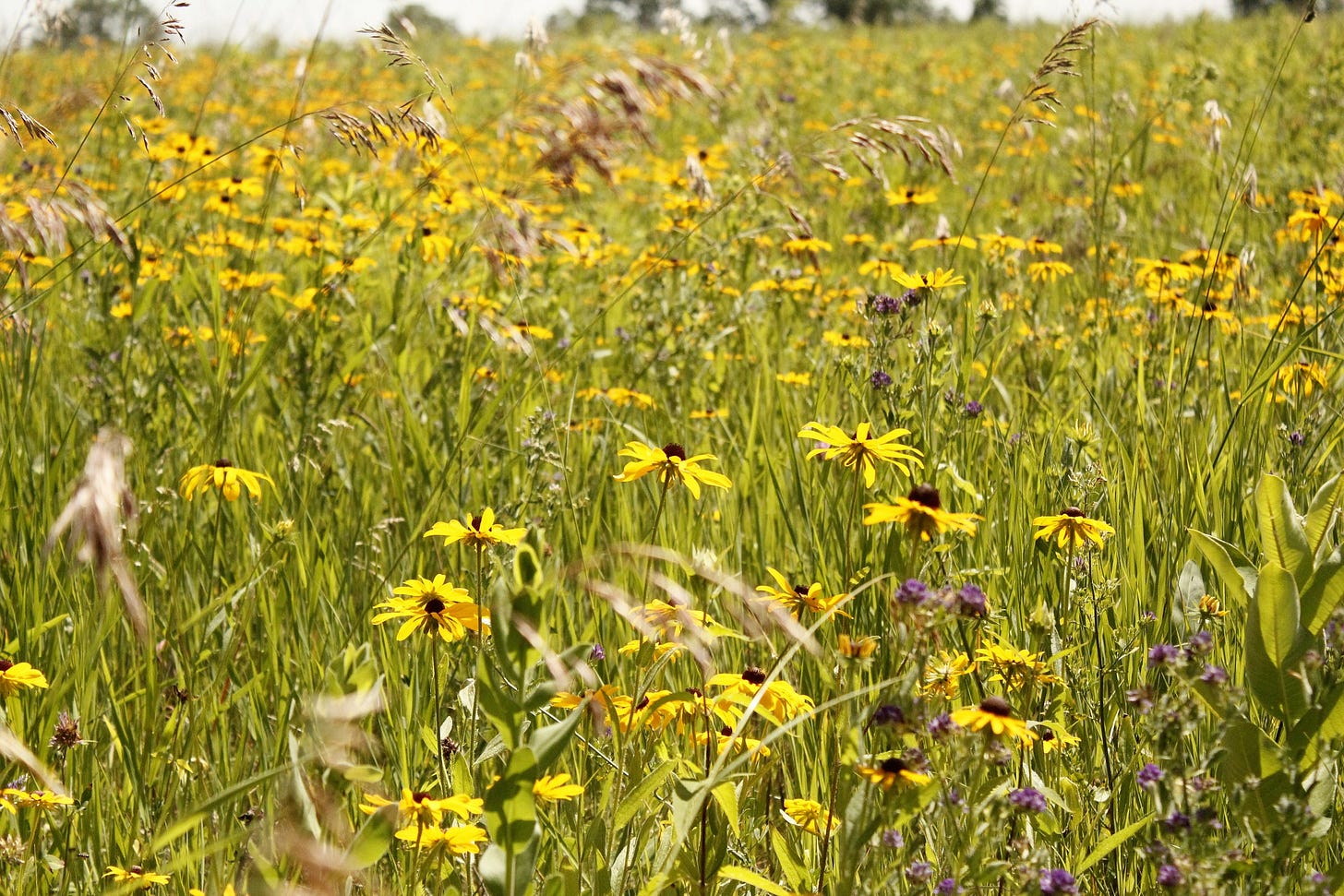 Wildflowers in a prairie lit up by the sun