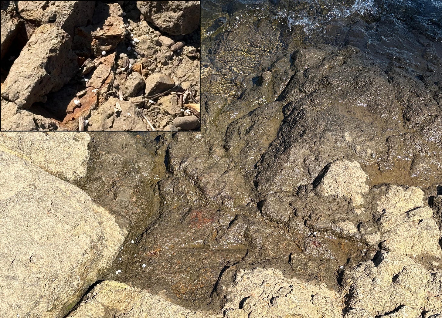 Close up of damp rocks with a few tiny white balls in crevices.