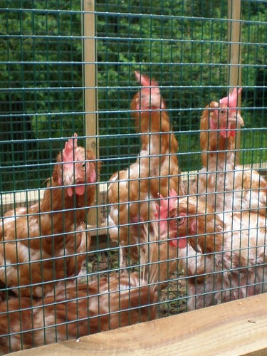 Ex-Battery Chickens 4 Ex-Battery Chickens 4