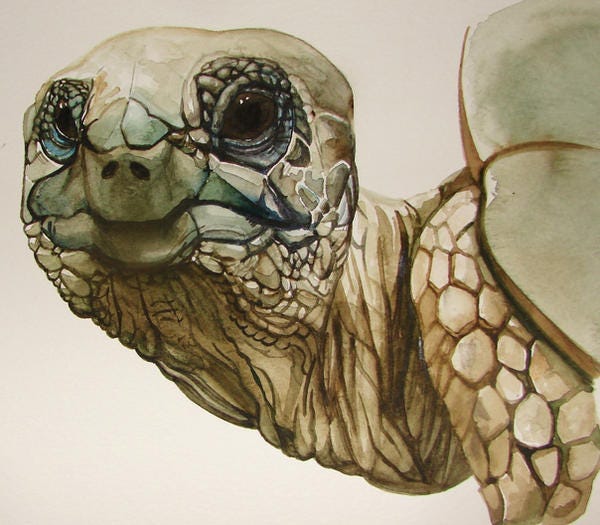 Close-up view of a tortoise's face neck, and edge of their shell, face turned toward the viewer. Close-up view of a tortoise's face neck, and edge of their shell, face turned toward the viewer.