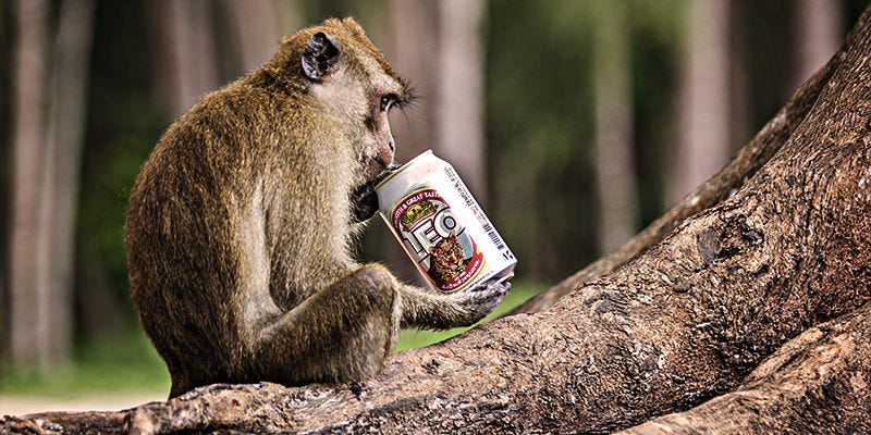 drunken-monkey-theory-inside drunken-monkey-theory-inside