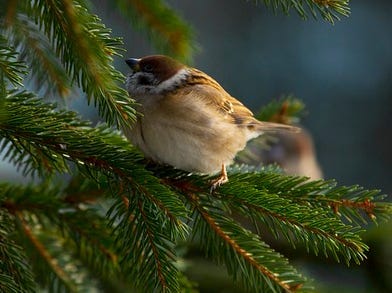 A photo of a tiny sparrow in the branches of a spruce