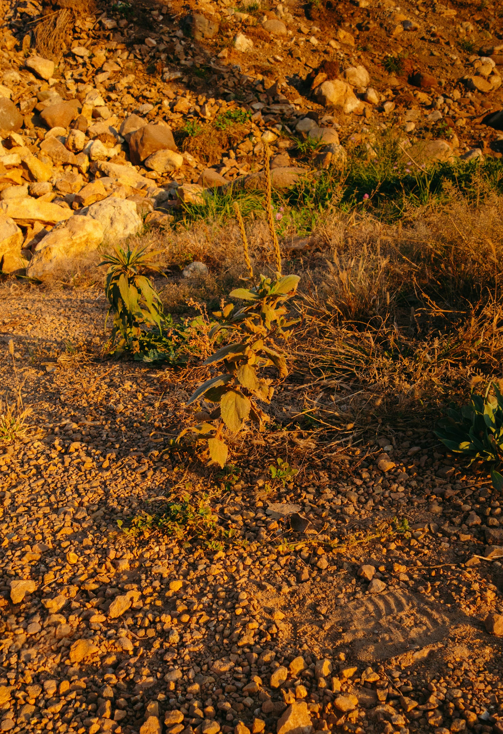A small green plant with fuzzy leaves grows out of rocky, dry soil. The surrounding ground is covered in scattered pebbles and sunlit patches of dirt