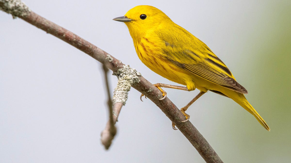 Taxonomy: eBird’s 2025 Update - Birding University