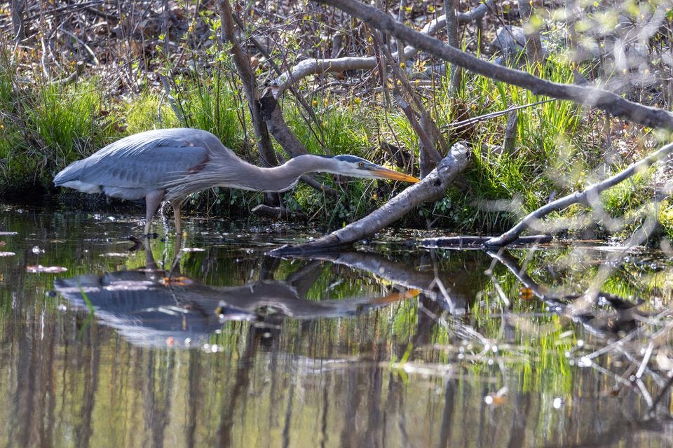 Great blue herons have made an impressive comeback in the past few decades. Great blue herons have made an impressive comeback in the past few decades.