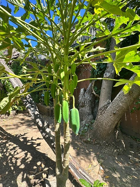 July Garden in bloom