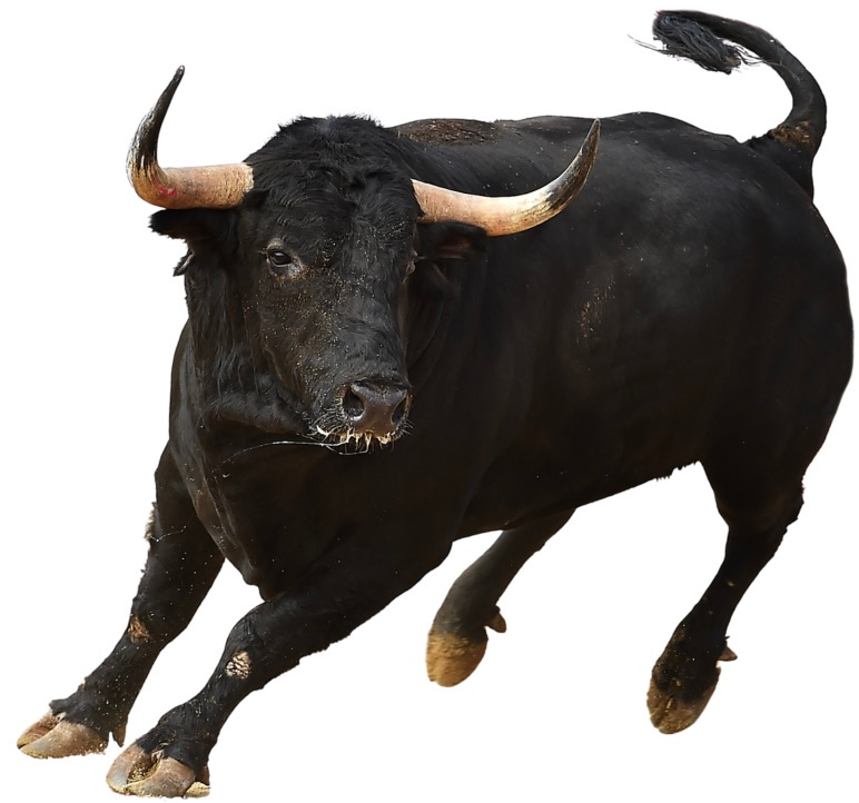 Bull