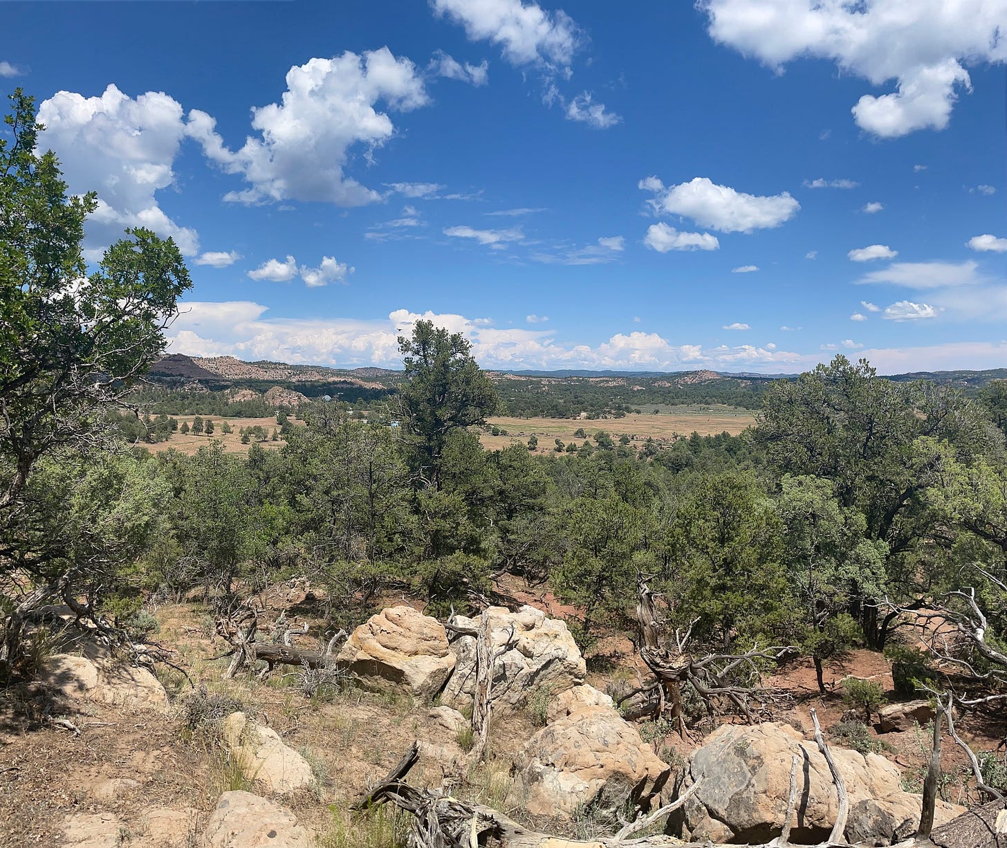 In the foreground, tall pine trees. In the background, distant desert mountains.