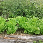 The Maritime Gardening Newsletter