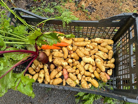 Leyton Boundary Garden harvests