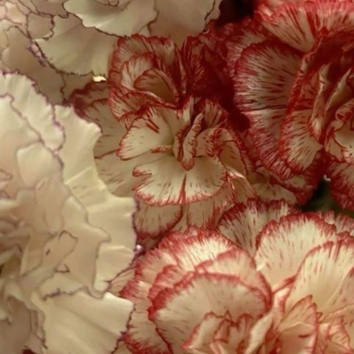 A carnation blooming in winter