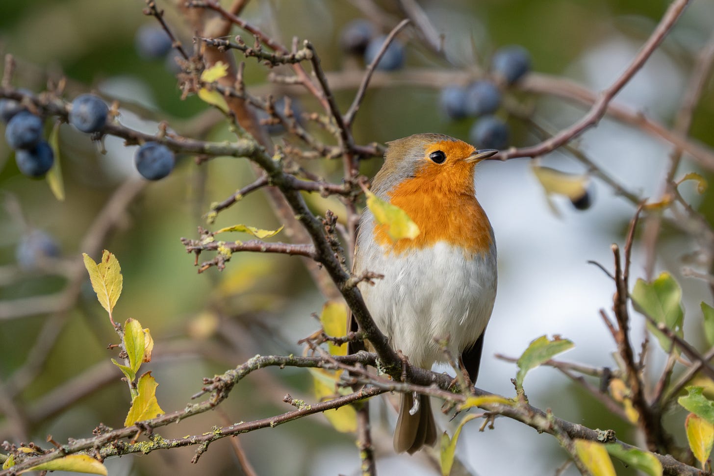 A Robin - a brown bird with a red chest - sits among the sloe berries A Robin - a brown bird with a red chest - sits among the sloe berries
