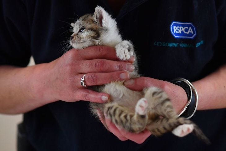 What is the point of the RSPCA?